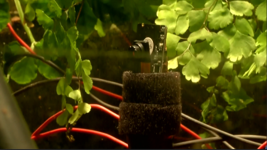 Pete, la planta que se saca selfies