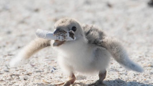 El futuro de la Tierra: las fotos de un ave que alimenta a sus crías con colillas de cigarrillo