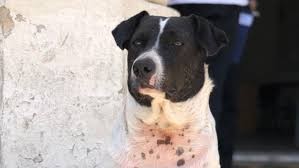 La historia de "Perro vaca", el "estafador" de la Universidad de Rosario