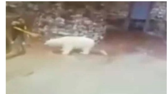 Video: con una escoba, enfrentó a un oso