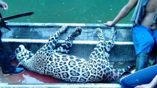 Desmantelaron grupo de cazadores ilegales que mató a más de 1000 yaguaretés