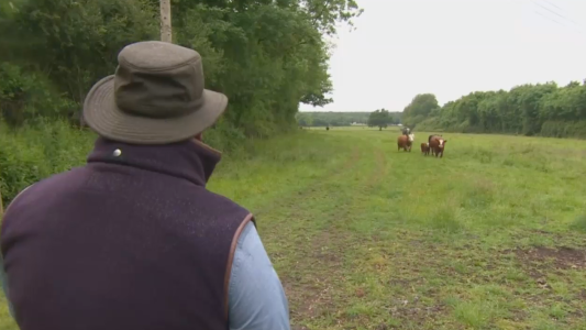 Canto lírico para arrullar a las vacas