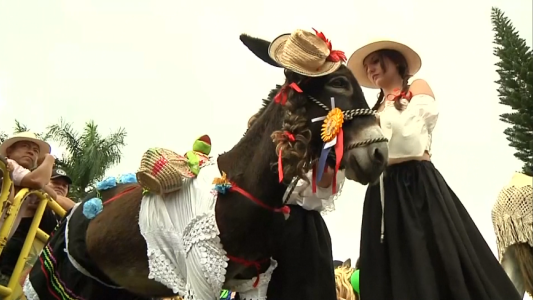 Los burros tienen su propia fiesta