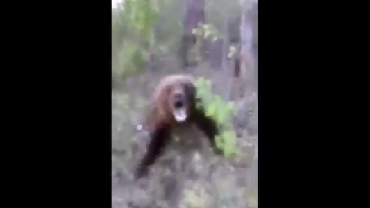 Se filma siguiendo a un oso salvaje y éste lo ataca