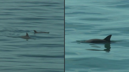 El hábitat de la vaquita marina ya es Patrimonio Mundial en peligro