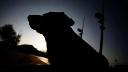 Le tiró un palo mientras jugaba con su perro y el animal volvió con un juguete sexual en la boca