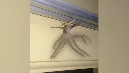 La extraña criatura que apareció en una casa: tiene alas y tentáculos