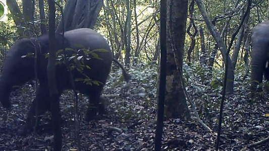 Los guardianes de los elefantes del bosque