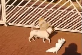 Video: una cacatúa guardiana le ladra a los extraños