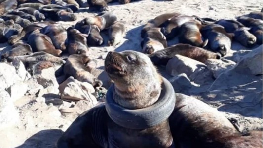 Video dramático: el lobo marino que está atrapado con un neumático alrededor del cuello