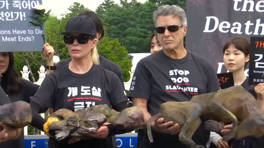 Kim Basinger protesta contra el consumo de carne de perro