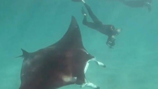 Video: una mantarraya le pide ayuda a un buzo para que le saque un anzuelo de los ojos