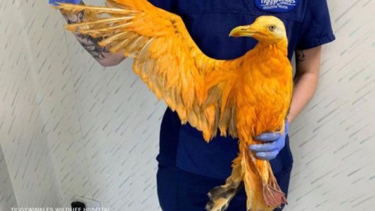 Creyeron que habían rescatado una ave exótica: sólo era una gaviota "bañada" en curry