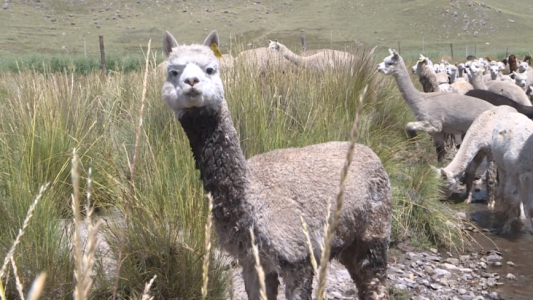La lana de alpaca es la estrella de la industria textil en Perú