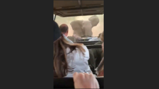 El momento en que un elefante ataca una camioneta con turistas