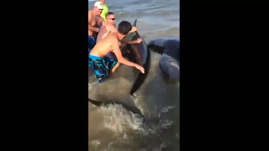 Ballenas salvadas por turistas en una playa
