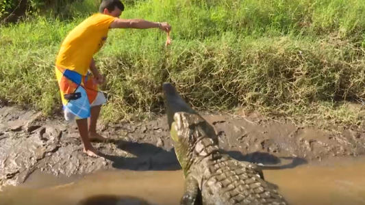 Un valiente que le da de comer a cocodrilos en la boca