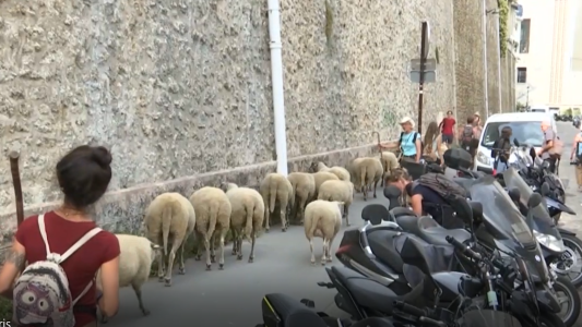 Las ovejas toman París