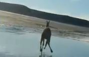 Indignante: se filmaron atropellando a un guanaco, al que luego devoraron dos perros
