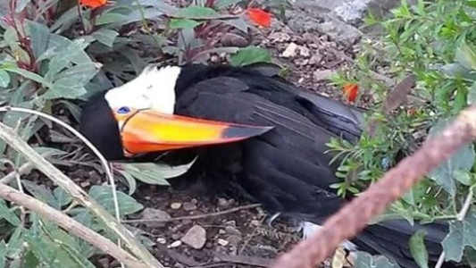 Salteños denuncian en Facebook la matanza de tucanes en Metán