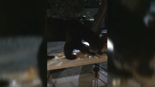 Un oso se invitó a un asado en Nuevo León