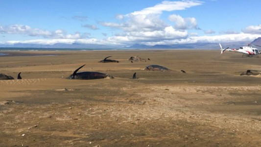 Paseaban en helicóptero y vieron una escena escalofriante: 50 ballenas muertas en la playa