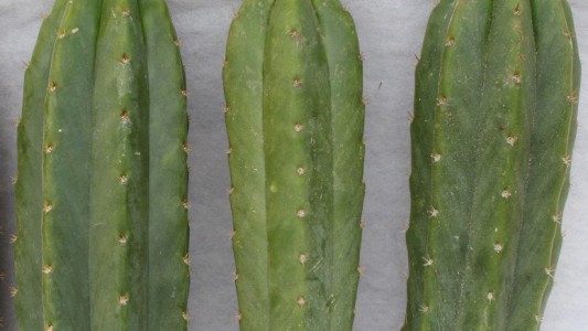 Jujuy: secuestraron en un ómnibus "cactus San Pedro", alucinógeno prohibido en Argentina