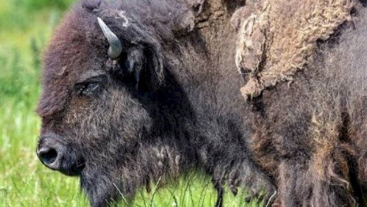 Video: un bisonte atacó a una nena de 9 años y la actitud de los padres indignó a todos en las redes sociales