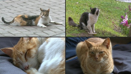 Los gatos se adueñaron del parque central de Lima