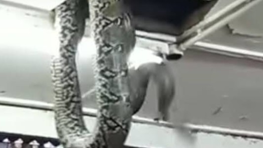 Nigeria: el Parlamento entró en receso tras caer una serpiente del techo