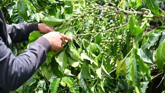 El drama de los productores de café de Guatemala