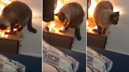 Una chica descubrió que su gato le apagaba el despertador todas las mañanas