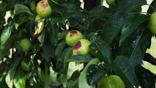 La ola de calor amenaza los cultivos en Europa