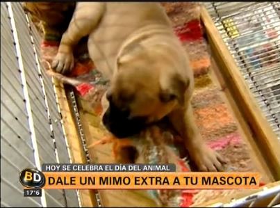 Hoy, mimo extra para tu mascota