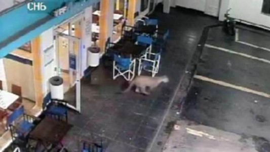 Un puma se metió en una estación de servicio cordobesa