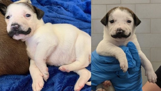 El adorable perrito furor en las redes por su "bigote" al estilo de Salvador Dalí