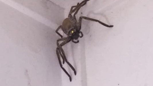 De no creer: entró una araña gigante a su casa y pidió ayuda por redes sociales