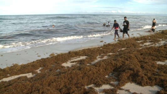 El sargazo llegó al Golfo de México para quedarse