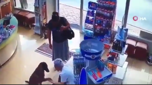 Un perro callejero entra en una farmacia y muestra la pata herida