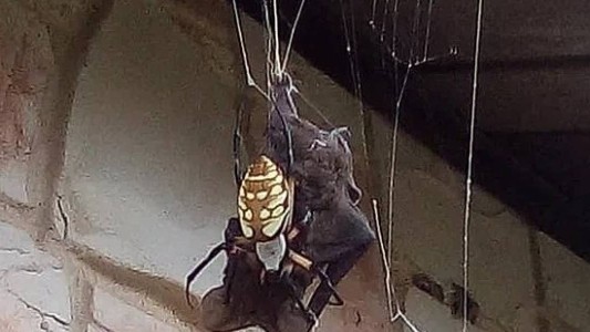 ¿Spiderman vs. Batman?: el video viral de la araña gigante que se devora al murciélago