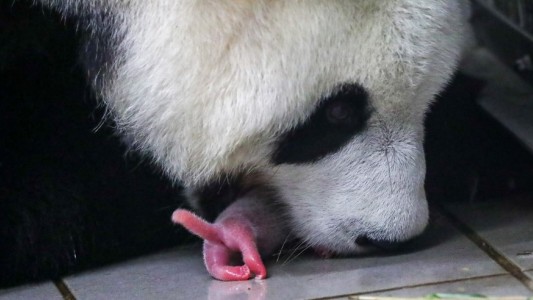 Nacieron pandas gigantes gemelos