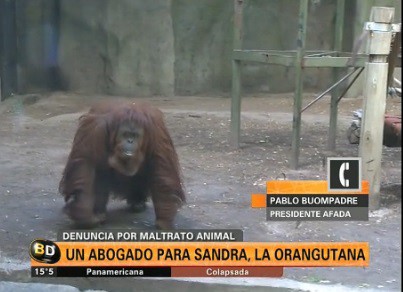 Un abogado para Sandra, la orangutana