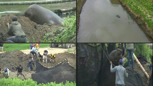 Dramático rescate de un lobo marino