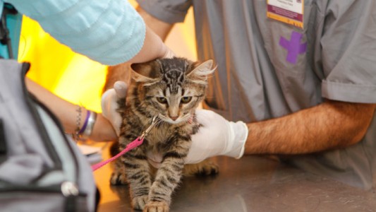 Castran y vacunan a perros y gatos para reducir los riesgos sanitarios