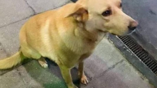 El trágico final de "Rubio": lo ató a su camioneta y lo arrastró hasta matarlo