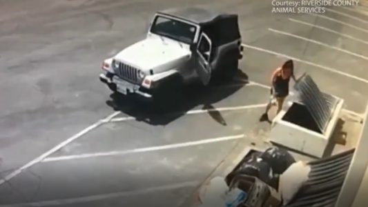 Sentenciaron a una mujer por tirar siete cachorros a la basura