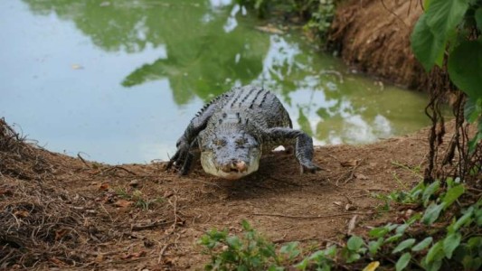 Un cocodrilo se devoró a un chico de 10 años frente a sus hermanos