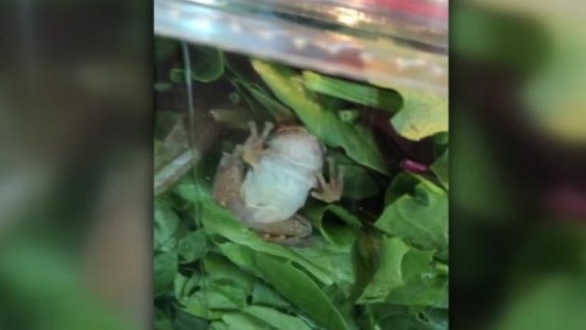Los ingredientes más frescos: encontró una rana viva en su ensalada orgánica