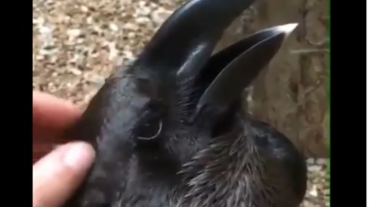 Video viral: acaricia a un conejo y vuelve locos a los usuarios de redes sociales