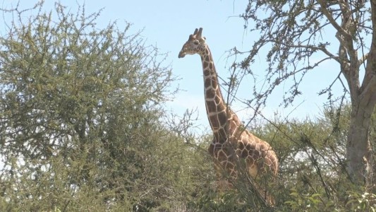 La jirafa y la amenaza de "extinción silenciosa" en África